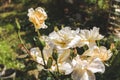 Beautiful rose in a garden. Color - cream. Shot against other roses in the yard. Royalty Free Stock Photo