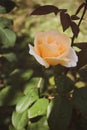 Beautiful  rose in a garden. Color - cream. Shot against other roses in the yard. Royalty Free Stock Photo