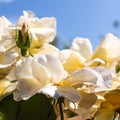 Beautiful rose in a garden. Color - cream. Shot against other roses in the yard. Royalty Free Stock Photo