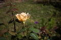 Beautiful rose in a garden. Color - cream. Shot against other roses in the yard. Royalty Free Stock Photo