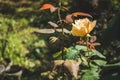 Beautiful rose in a garden. Color - cream. Shot against other roses in the yard. Royalty Free Stock Photo