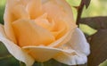 Beautiful rose in a garden. Color - cream. Shot against other roses in the yard. Royalty Free Stock Photo