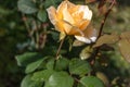 Beautiful rose in a garden. Color - cream. Shot against other roses in the yard. Royalty Free Stock Photo