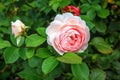 Beautiful pink rose in a garden