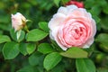 Beautiful pink rose in a garden