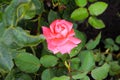 Beautiful pink rose in a garden