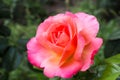 Beautiful pink rose in the garden is ready for Valentine`s Day. Royalty Free Stock Photo