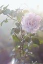 Beautiful pink rose in the garden in soft light Royalty Free Stock Photo