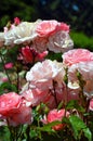 Beautiful pink rose garden Royalty Free Stock Photo