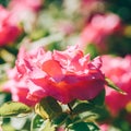 Beautiful Pink Rose Garden Royalty Free Stock Photo