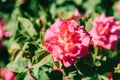 Beautiful Pink Rose Garden Royalty Free Stock Photo