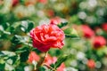 Beautiful Pink Rose Garden Royalty Free Stock Photo
