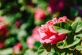 Beautiful Pink Rose Garden Royalty Free Stock Photo