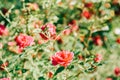 Beautiful Pink Rose Garden Royalty Free Stock Photo