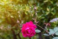 Beautiful pink rose in a garden. Very shallow depth of field Royalty Free Stock Photo