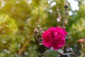 Beautiful pink rose in a garden. Very shallow depth of field Royalty Free Stock Photo