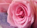 Beautiful pink rose. Gentle flower with water drops. Royalty Free Stock Photo