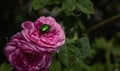 Beautiful pink rose and green beetle on it close-up