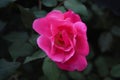 Beautiful pink rose in green garden Royalty Free Stock Photo