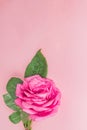 Beautiful pink rose with green leaves on pink background. Water drops on petals. Greeting card with copy space for your text Royalty Free Stock Photo