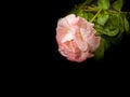 Beautiful pink rose with green leaves lying with a black background. Rose with black background Royalty Free Stock Photo