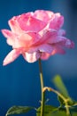 beautiful pink rose growing in the garden Royalty Free Stock Photo