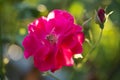 beautiful pink rose growing in the garden Royalty Free Stock Photo