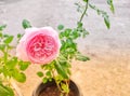 Beautiful pink rose growing in garden.