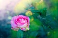 Beautiful pink rose growing in a rose garden close-up on a blurred background, top view Royalty Free Stock Photo