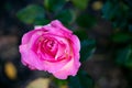 Beautiful pink rose growing in a rose garden close-up on a blurred background, top view Royalty Free Stock Photo