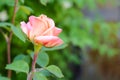 Beautiful pink rose growing outdoors, closeup. Space for text Royalty Free Stock Photo