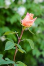 Beautiful pink rose growing outdoors, closeup view Royalty Free Stock Photo