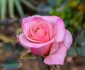 A beautiful pink rose Royalty Free Stock Photo