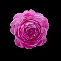 Beautiful pink rose Royalty Free Stock Photo