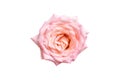 Beautiful pink rose isolated on white background. Royalty Free Stock Photo