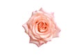 Beautiful pink rose isolated on white background. Royalty Free Stock Photo