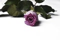 Beautiful pink rose isolated on a white background.Copy space