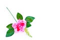 Beautiful pink rose isolated on the white background Royalty Free Stock Photo