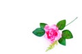 Beautiful pink rose isolated on the white background Royalty Free Stock Photo