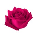 Beautiful pink rose isolated on white background. Royalty Free Stock Photo