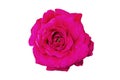 Beautiful Pink rose isolated on white background, soft focus. Royalty Free Stock Photo