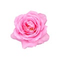 Beautiful pink rose isolated on white background Royalty Free Stock Photo