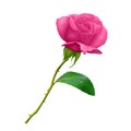 Beautiful pink rose on long stem with leaf and thorns isolated on white background, photo realistic vector illustration Royalty Free Stock Photo