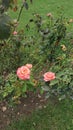 A beautiful pink rose with stem.