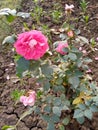 A beautiful pink rose in lown