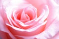 Pink rose macro