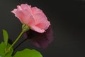 Beautiful pink rose, mirror reflection on black background