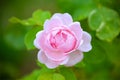 Beautiful pink rose with morning dew. Royalty Free Stock Photo