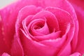 Beautiful pink rose in the morning dew Royalty Free Stock Photo