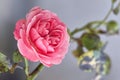 Beautiful pink rose Royalty Free Stock Photo
